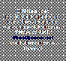 Text Box:  MNeal.net      Permission is granted for use of these images for non-commercial purposes.    Please contact: Mike@mneal.net  for all other purposes. Thanks!